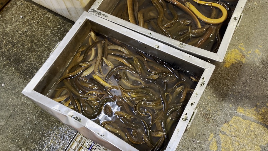 鱔魚